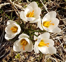 crocuses